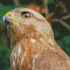 Common Buzzard Head Diamond Painting