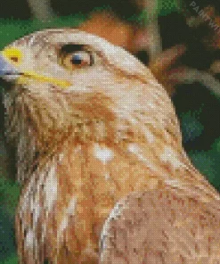 Common Buzzard Head Diamond Painting