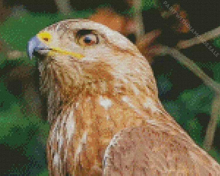 Common Buzzard head Diamond Dotz Common Buzzard Head Diamond Painting