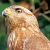 Common Buzzard Head Diamond Painting