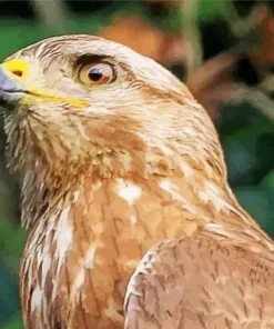 Common Buzzard Head Diamond Painting