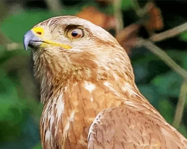 Common Buzzard head Diamond With Numbers Common Buzzard Head Diamond Painting