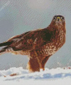 Common Buzzard In Snow Diamond Painting