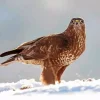 Common Buzzard In Snow Diamond Painting
