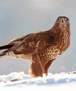 Common Buzzard In Snow Diamond Painting