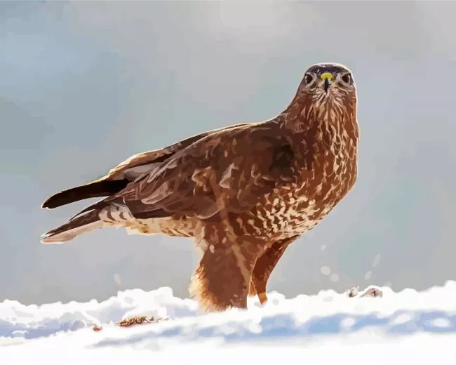 Common Buzzard in snow Diamond With Numbers Common Buzzard In Snow Diamond Painting