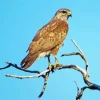 Common Buzzard On A Branch Diamond Painting
