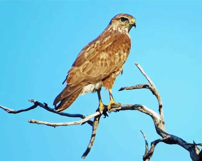 Common Buzzard on a branch Diamond With Numbers Common Buzzard On A Branch Diamond Painting