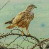 Common Buzzard On Branches Diamond Painting