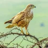 Common Buzzard On Branches Diamond Painting
