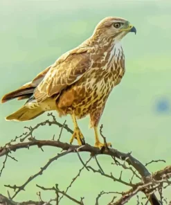Common Buzzard On Branches Diamond Painting
