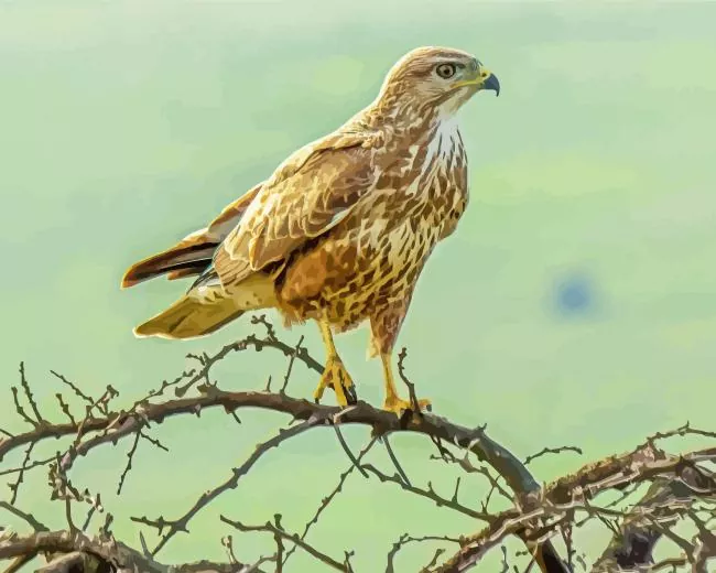 Common Buzzard on branches Diamond With Numbers Common Buzzard On Branches Diamond Painting