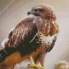 Common Buzzard Side Profile Diamond Painting