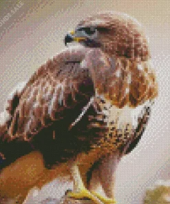 Common Buzzard Side Profile Diamond Painting