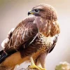 Common Buzzard Side Profile Diamond Painting