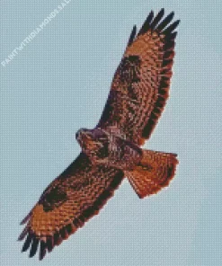 Common Buzzard With Big Wings Diamond Painting
