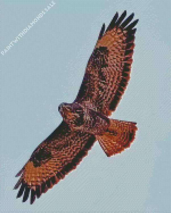 Common Buzzard with big wings Diamond Dotz Common Buzzard With Big Wings Diamond Painting