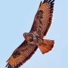 Common Buzzard With Big Wings Diamond Painting