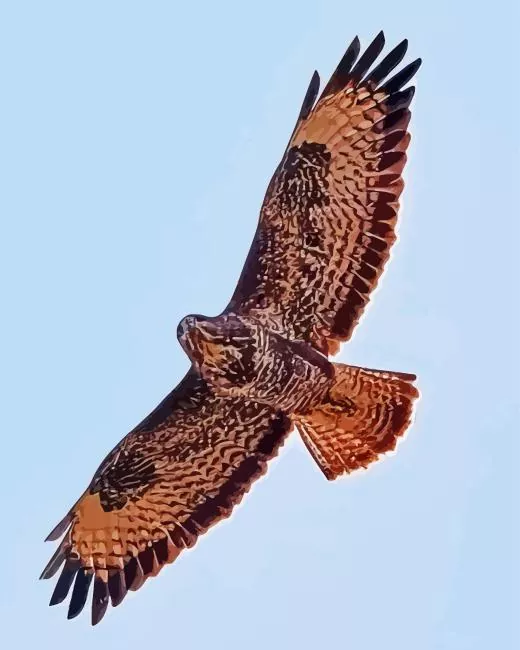 Common Buzzard with big wings Diamond With Numbers Common Buzzard With Big Wings Diamond Painting