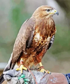 Common Buzzard Bird Art Diamond Painting