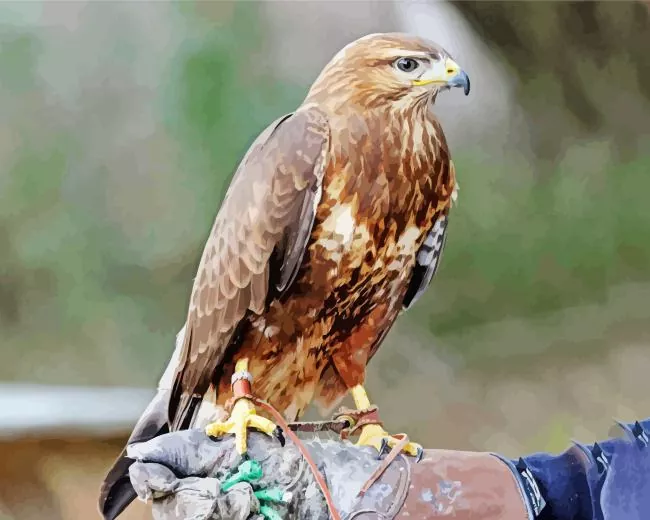 Common buzzard bird art Diamond With Numbers Common Buzzard Bird Art Diamond Painting