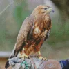 Common Buzzard Bird Art Diamond Painting