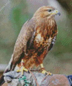 Common Buzzard Bird Art Diamond Painting