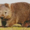 Common Wombat Diamond Painting