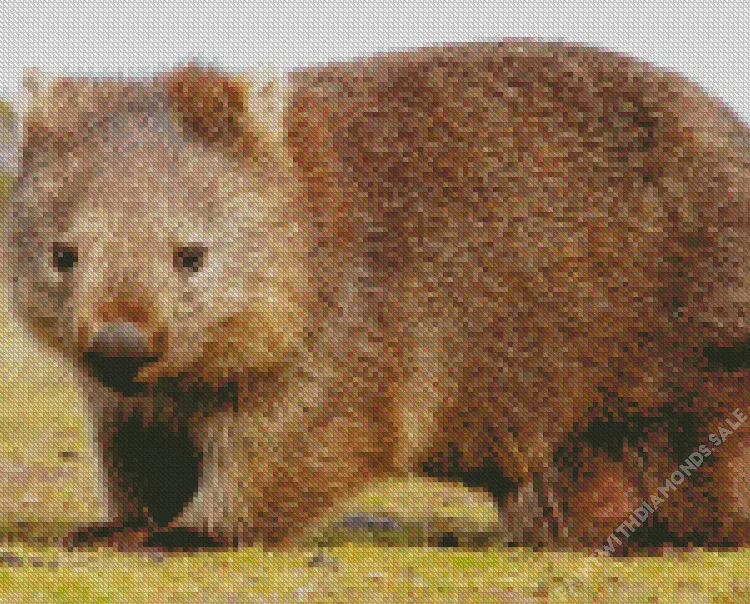 Common wombat Diamond By Numbers Common Wombat Diamond Painting