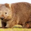 Common Wombat Diamond Painting
