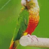 Conure Bird Diamond Painting