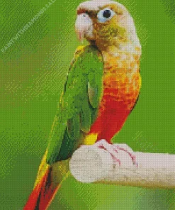 Conure Bird Diamond Painting