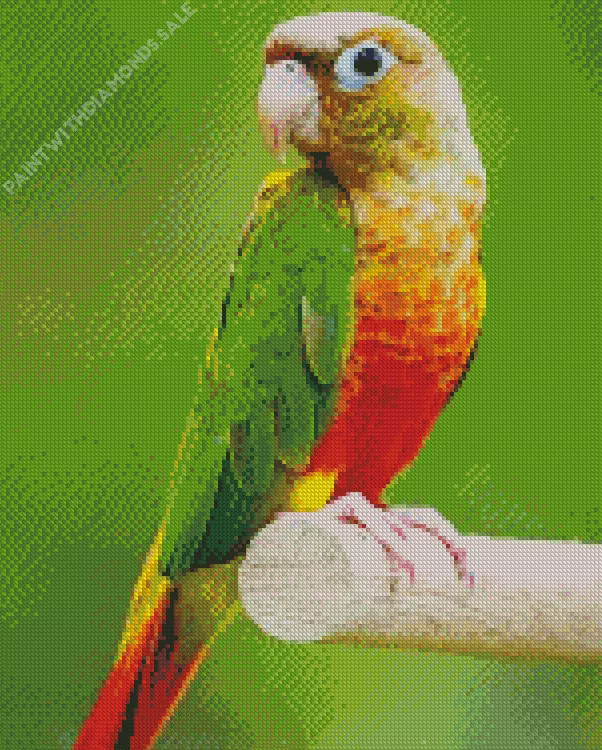 Conure Bird Diamond By Numbers Conure Bird Diamond Painting
