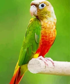 Conure Bird Diamond Painting
