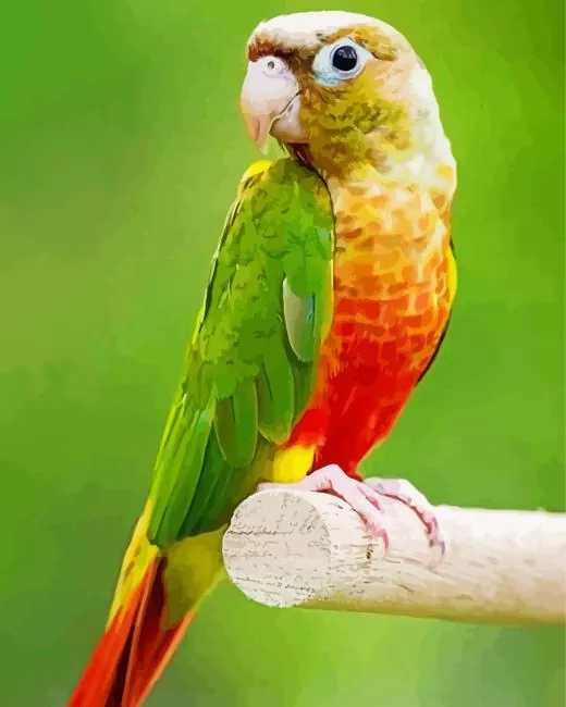 Conure Bird Diamond Paints Conure Bird Diamond Painting