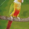 Conure Bird On A Branch Diamond Painting