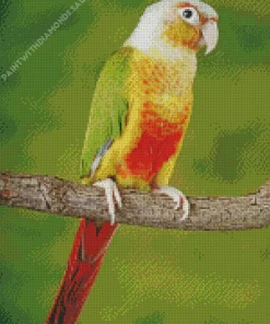 Conure Bird On A Branch Diamond Painting