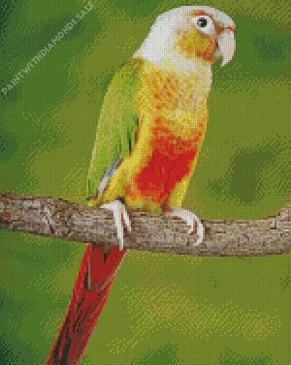 Conure Bird on a branch Diamond By Numbers Conure Bird On A Branch Diamond Painting