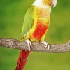 Conure Bird On A Branch Diamond Painting