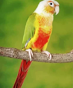 Conure Bird On A Branch Diamond Painting