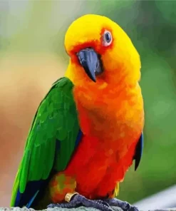 Conure Bird With Green Wings Diamond Painting