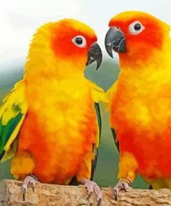 Conure Birds Diamond Painting