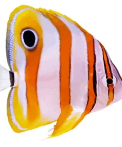 Copperband Butterflyfish Diamond Painting