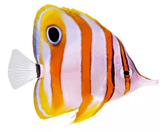 Copperband Butterflyfish Diamond Paints Copperband Butterflyfish Diamond Painting