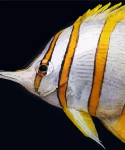 Copperband Butterflyfish Close Up Diamond Painting