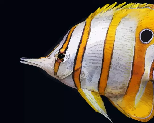 Copperband Butterflyfish close up Diamond Paints Copperband Butterflyfish Close Up Diamond Painting