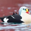 Cute King Eider Bird Art Diamond Painting