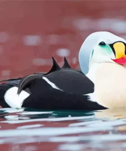 Cute King Eider Bird Art Diamond Painting