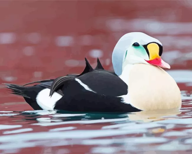Cute King Eider bird Diamond By Numbers Cute King Eider Bird Art Diamond Painting