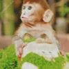 Cute Macaque Monkey Art Diamond Painting
